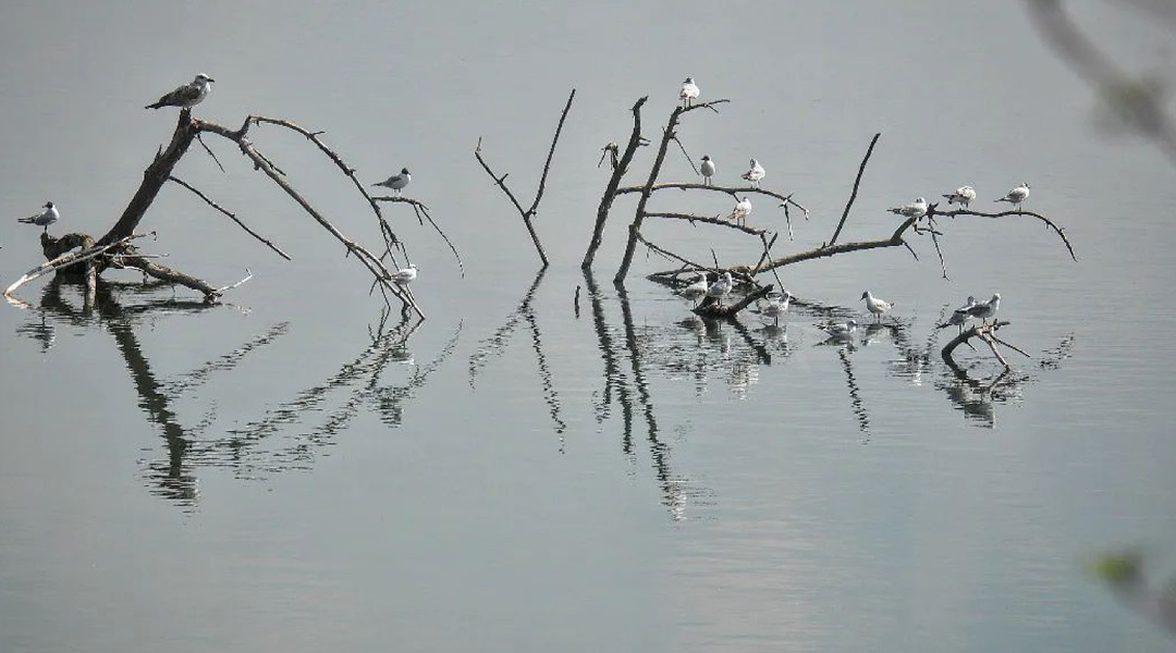 viele-moewen